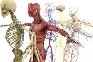 Anatomically correct depiction of the human skeletal, muscular, and nerve system.